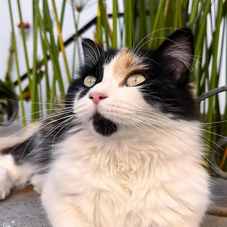 호텔 Rural Casona Santo Domingo 기마르