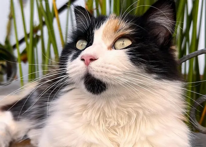 Hotel Rural Casona Santo Domingo Güimar